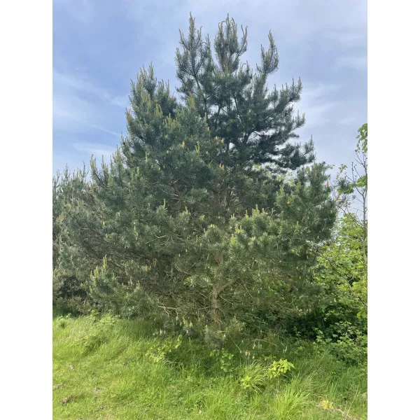 Erdeifenyő (Pinus sylvestris) C1-es cserépben