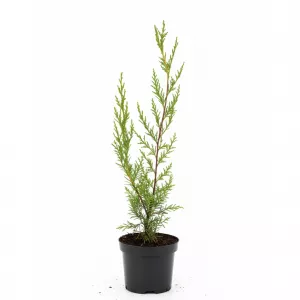 Leylandi ciprus (Cupressocyparis leylandii) 50-60 cm, cserépben