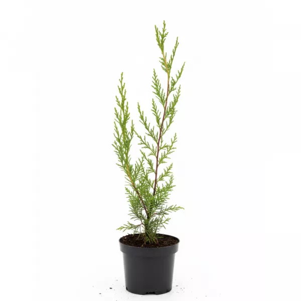 Leylandi ciprus (Cupressocyparis leylandii) 50-60 cm, cserépben