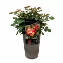 Mein München Floribunda Rózsa cserépben 3L
