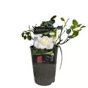 Kronprinsesse Mary ® Floribunda Rózsa cserépben 3L