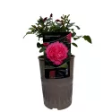 Leonardo da Vinci ® Floribunda Rózsa cserépben 3L