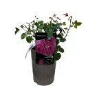 Magic Aroma ® Floribunda Rózsa cserépben 3L