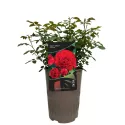 Tara Reka ® Floribunda Rózsa cserépben 3L