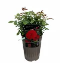 Carmine Vaza ® Floribunda Rózsa cserépben 3L