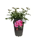 Pink Vaza ® Floribunda Rózsa cserépben 3L
