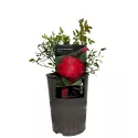 Little Buckaroo ® Floribunda Rózsa cserépben 3L
