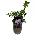 Pink Ruf ® Floribunda Rózsa cserépben 3L