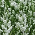 Fehér levendula (Lavandula angustifolia)