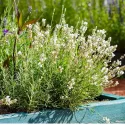 Fehér levendula (Lavandula angustifolia)
