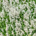 Fehér levendula (Lavandula angustifolia)