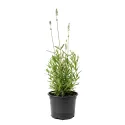 Fehér levendula (Lavandula angustifolia)