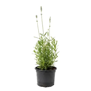 Fehér levendula (Lavandula angustifolia)