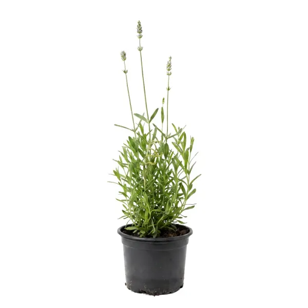 Fehér levendula (Lavandula angustifolia)