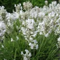 Fehér levendula (Lavandula angustifolia)