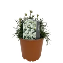 Fehér pázsitszegfű (Armeria Armada)
