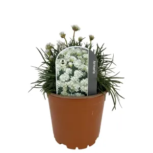 Fehér pázsitszegfű (Armeria Armada)