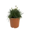 Fehér pázsitszegfű (Armeria Armada)
