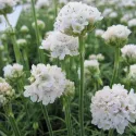 Fehér pázsitszegfű (Armeria Armada)
