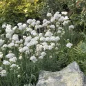 Fehér pázsitszegfű (Armeria Armada)
