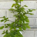 Közönséges gyertyán (Carpinus betulus)