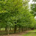 Közönséges gyertyán (Carpinus betulus)