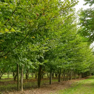 Közönséges gyertyán (Carpinus betulus)