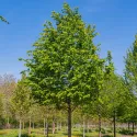 Közönséges gyertyán (Carpinus betulus)