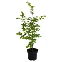 Közönséges gyertyán (Carpinus betulus)