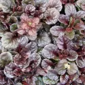 Indás ínfű Mahagony (Ajuga)