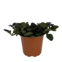 Indás ínfű Mahagony (Ajuga)
