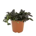 Indás ínfű Mahagony (Ajuga)