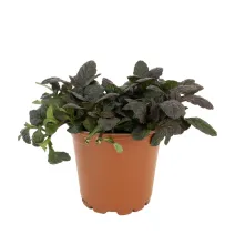 Indás ínfű Mahagony (Ajuga)