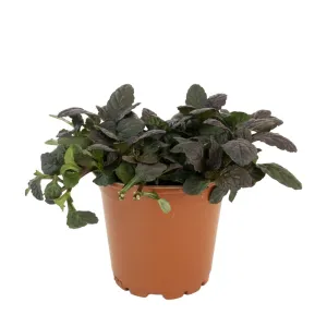 Indás ínfű Mahagony (Ajuga)