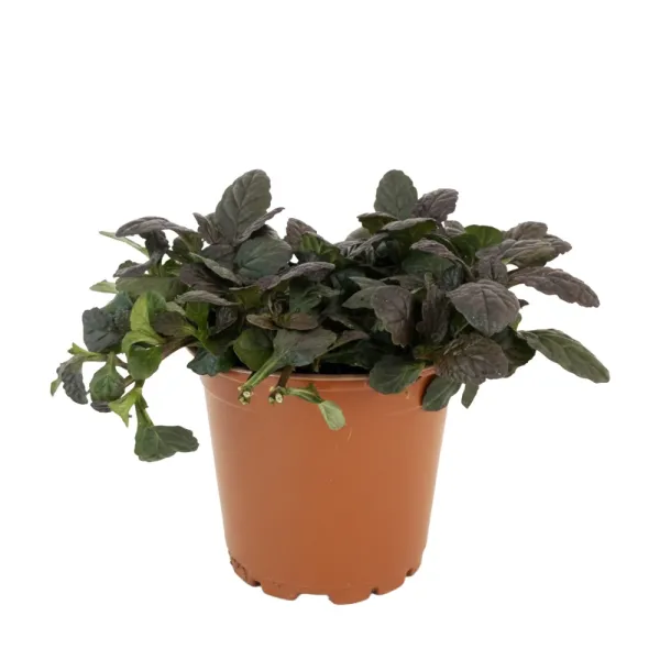 Indás ínfű Mahagony (Ajuga)