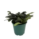 Indás ínfű Midnight Mistery (Ajuga)