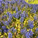 Indás ínfű Petite Parakeet (Ajuga)