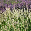 Fehér levendula (Lavandula angustifolia)