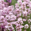 Rózsaszín levendula (Lavandula angustifolia)