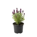 Rózsaszín levendula (Lavandula angustifolia)