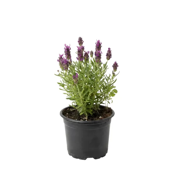 Rózsaszín levendula (Lavandula angustifolia)