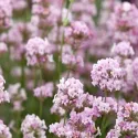 Rózsaszín levendula (Lavandula angustifolia)