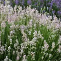 Rózsaszín levendula (Lavandula angustifolia)