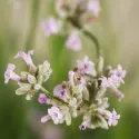 Rózsaszín levendula (Lavandula angustifolia)