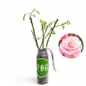 Rózsaszín floribunda rózsa