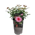 Augusta Luise ® Teahibrid rózsa cserépben 3L