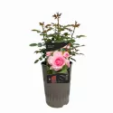 Bonica ® Teahibrid rózsa cserépben 3L