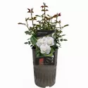 Schneewittchen ® Teahibrid rózsa cserépben 3L