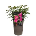 Graciously Pink ® Törpe rózsa cserépben 3L
