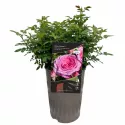 Berleburg ® Floribunda Rózsa cserépben 3L